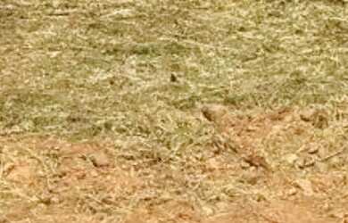 Imagem: Terreno no Alphaville Zero em Campinas que estuda tudo em permuta