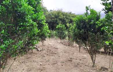 Imagem 15: Sítio à venda, 27000 m² por R$ 450.000,00 - Banquete - Bom Jardim/RJ