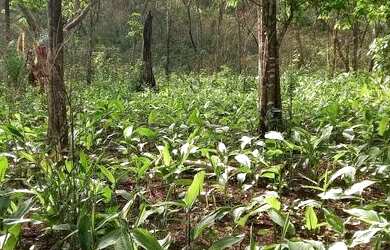 Imagem 6: .Uma fazenda 170 alqueires 52 km de Porto