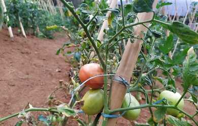 Imagem 8: Sítio à venda, 27000 m² por R$ 450.000,00 - Banquete - Bom Jardim/RJ