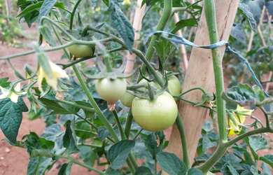 Imagem 9: Sítio à venda, 27000 m² por R$ 450.000,00 - Banquete - Bom Jardim/RJ