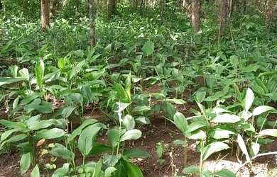 Imagem: A fazenda possui 333m² de Área e está localizado em Porto