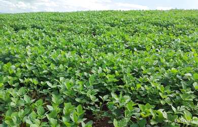 Imagem 10: Fazenda a venda. 57m² de Área