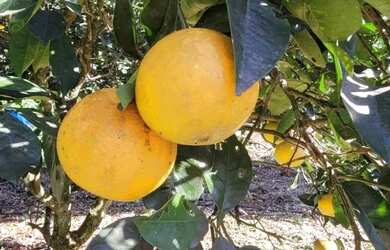 Imagem 7: Sitio - Bairro Pinhal Alto