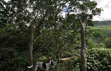 Imagem: A chácara possui 5.000m² de Área e está localizado em Jardim