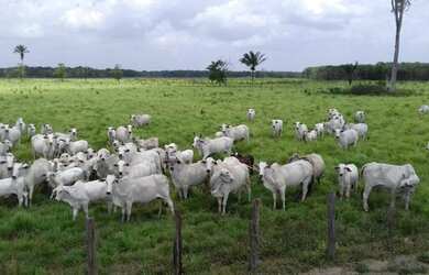 Imagem: A fazenda possui 1101-0m² de Área e está localizado em Castanhal