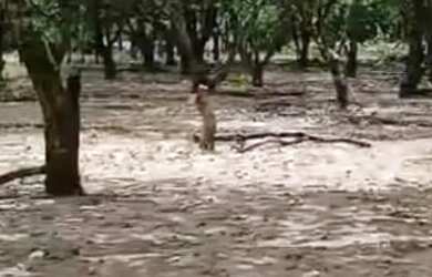 Imagem 5: Vende-se chácara c/ banho Próximo a Vila Recrear 40km de Boa Vista RR