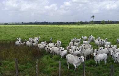 Imagem 5: R$ 20 milhões 1107 hectares pronta e 100 documentada aceita 50 de entrada