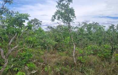 Imagem 16: Fazenda 2.750 hectares valor 8.250.000