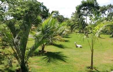 Imagem 10: Fazenda/Sítio/Chácara em Montes Claros, no bairro Nova Esperança, à...