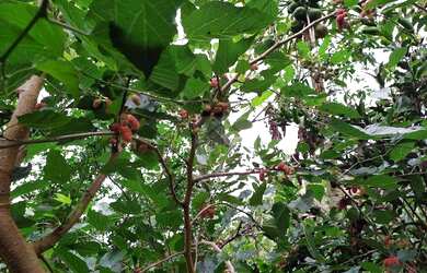 Imagem 11: Sítio à venda, 27000 m² por R$ 450.000,00 - Banquete - Bom Jardim/RJ