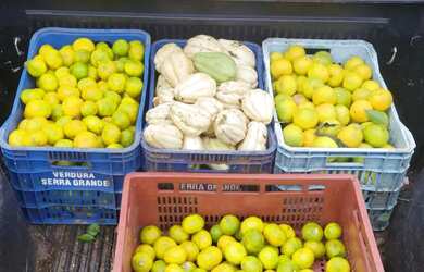 Imagem 8: Sitio - Bairro Pinhal Alto