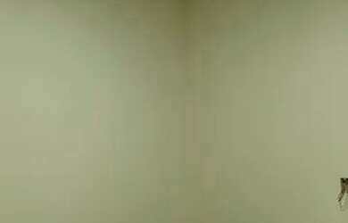 Imagem: A casa possui 3 Dormitórios, 1 Banheiro e está localizado