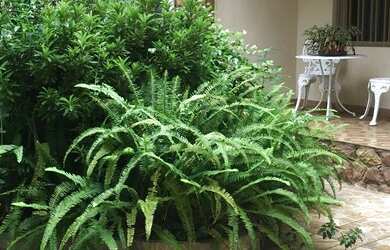 Imagem 5: Sobrado a Venda 305 metros - Santa Teresinha - São Paulo - SP