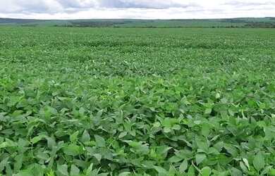 Imagem: A fazenda possui 8.300m² de Área e está localizado em Água