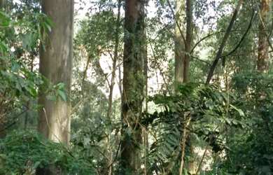 Imagem 2: Terreno de 4800 metros quadrados no bairro Roselândia