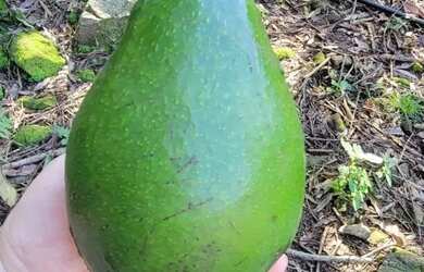 Imagem 6: Sitio - Bairro Pinhal Alto