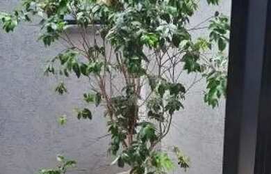 Imagem 10: Casa Condomínio em Ipiguá