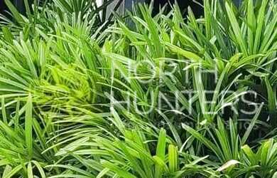 Imagem 7: 3 Casas à venda no bairro Petrópolis, Joinville, SC