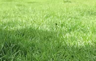 Imagem 12: Alugo Pasto Abadia de Goiás 3 Alqueire com água