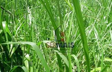 Imagem: A fazenda possui 605.000m² de Área e está localizado em