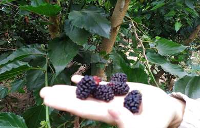 Imagem 12: Sítio à venda, 27000 m² por R$ 450.000,00 - Banquete - Bom Jardim/RJ