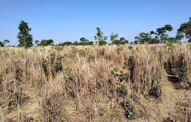 Imagem 10: Fazenda à venda de 497,00 Ha para Agricultura Irrigada Ibiaí - MG