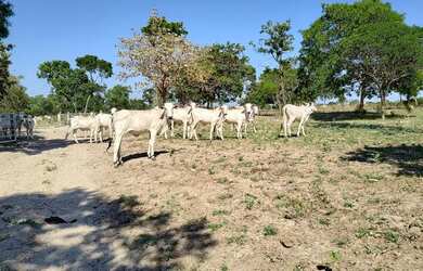 Imagem 14: Fazenda à venda de 497,00 Ha para Agricultura Irrigada Ibiaí - MG