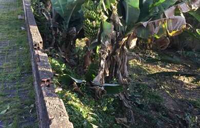 Imagem 16: Terreno no bairro Velha. 