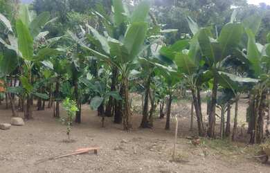 Imagem 5: Terreno no Quiriri, 290.000