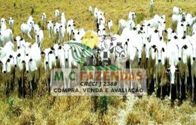 Imagem 6: Fazenda à Venda em Cicero Dantas - BA