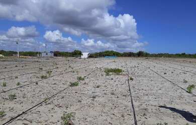 Imagem: A fazenda possui 70.000m² de Área e está localizado em Ceará-Mirim