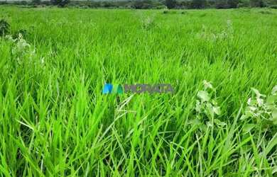 Imagem: A fazenda possui 4.000m² de Área e está localizado em Jaíba