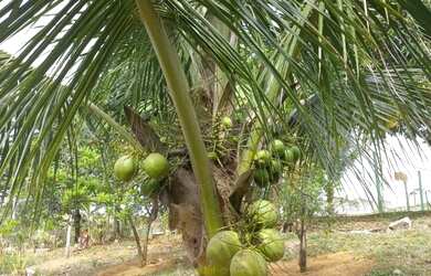 Imagem 13: Casarão Guarapari-baías pra cavalos-pets-entrada privada-cercada troco-leia-parcelo