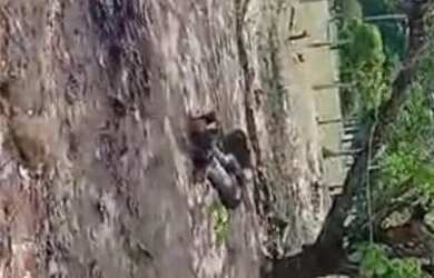 Imagem 6: Vende-se chácara c/ banho Próximo a Vila Recrear 40km de Boa Vista RR