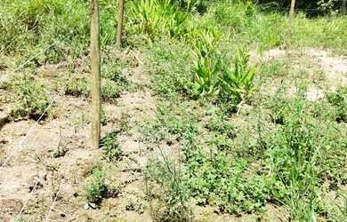 Imagem 15: A M IMOVEIS VENDE EXELENTE FAZENDA NA FERCAL COM 10 ALQUEIRES