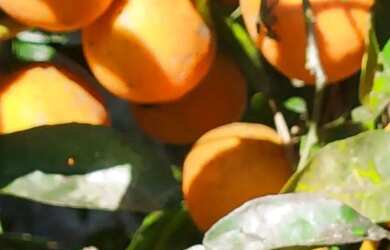 Imagem 13: Sitio - Bairro Pinhal Alto