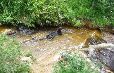 Imagem 11: Fazenda 540 ha, Rio Preto/MG, centenária, 65km de Juiz Fora