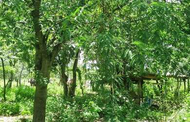 Imagem 16: Sitio 9 hectares e meia valor 295.000