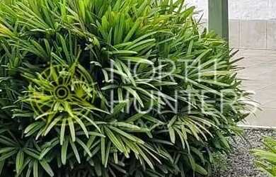 Imagem 11: 3 Casas à venda no bairro Petrópolis, Joinville, SC