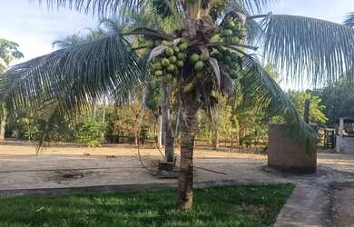 Imagem 2: Fazenda à Venda - 294 Alqueires Tocantins, na divisa com Goiás