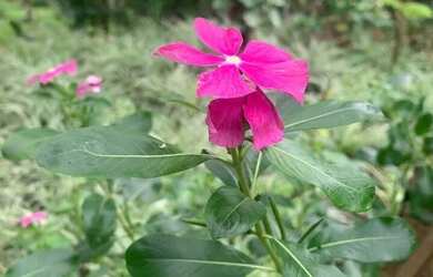 Imagem 4: Fazenda/Sítio/Chácara em Montes Claros, no bairro Nova Esperança, à...
