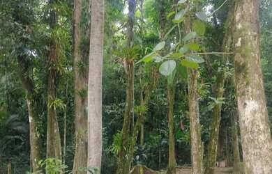 Imagem 3: Terreno no Quiriri, 290.000