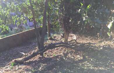 Imagem 9: Terreno no bairro Velha. 