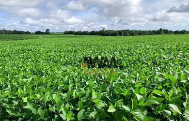 Imagem 7: Fazenda à venda, 98,65 alqueirespor R$ 13850000- Centro - Porangatu/GO