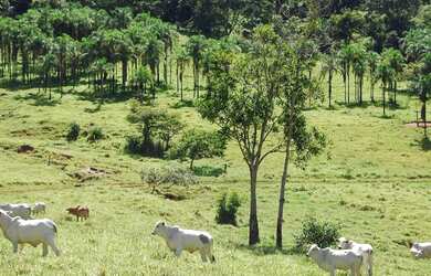 Imagem 4: Terezópolis de Goiás - Fazenda - Rural