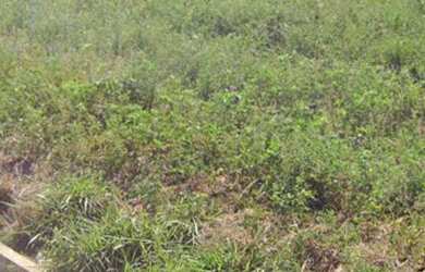 Imagem 3: Vende-se 3 terrenos de esquina , no loteamento Estância Feliz II