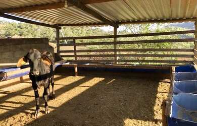 Imagem 6: Linda Fazenda de 57 hectares c/ muita água à venda em Piracema/MG