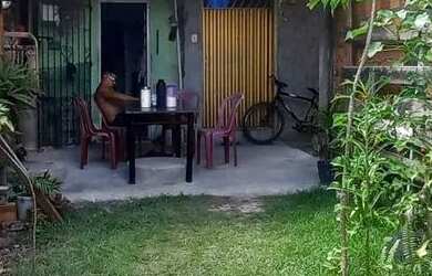 Imagem: A casa possui 3 Dormitórios, 2 Banheiros, 1 Vaga na garagem