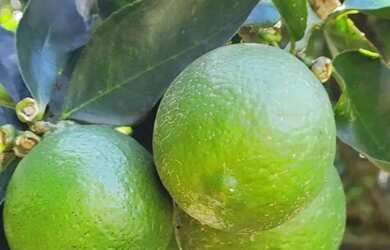 Imagem 12: Sitio - Bairro Pinhal Alto